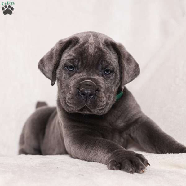 Grace, Cane Corso Puppy